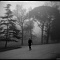 Mon Colorflex au Jardin Public de Bordeaux - brouillard, fog, mist, trees, arbres, matin, morning, walk, marche